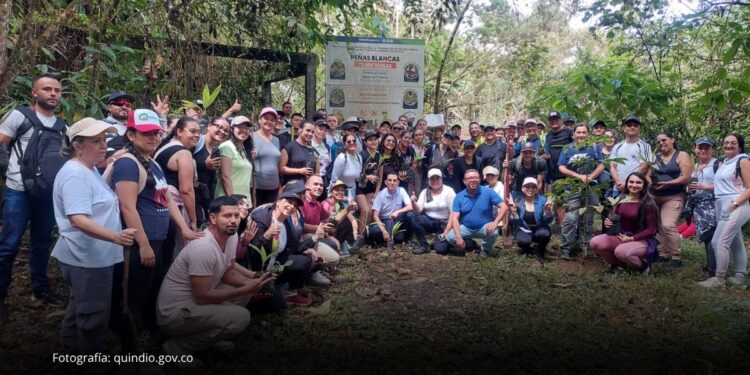 Quindío fortalece la siembra y conservación de la Palma de Cera Quindío fortalece la siembra y conservación de la Palma de Cera