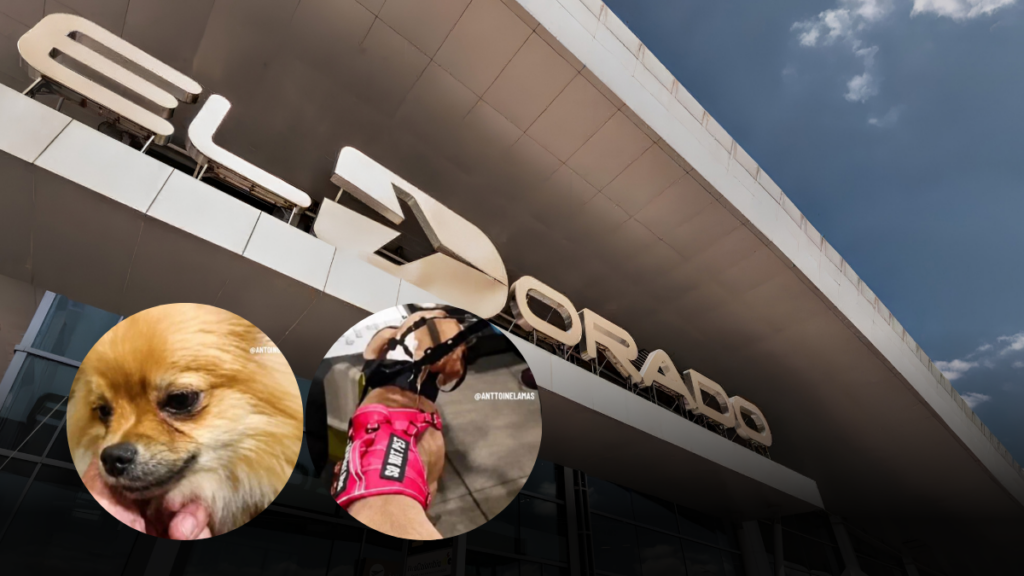 Indignación por pareja que dejó a sus dos perros en El aeropuerto el Dorado y continuó hacia Cali