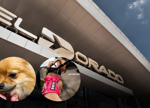 Indignación por pareja que dejó a sus dos perros en El aeropuerto el Dorado y continuó hacia Cali
