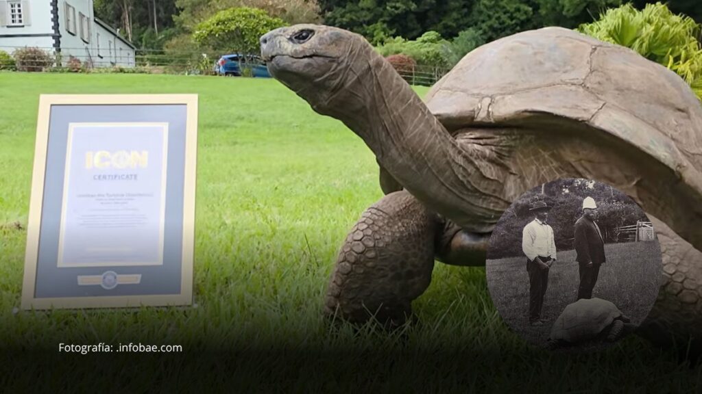 Jonathan, la tortuga de 194 años, mantiene su récord como el animal terrestre más longevo