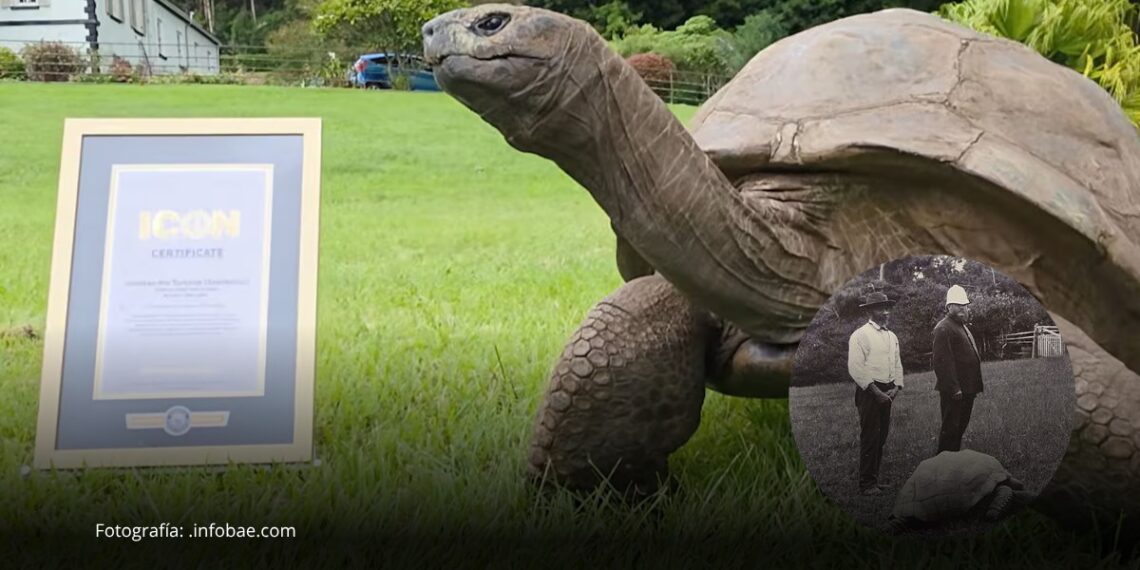 Jonathan, la tortuga de 194 años, mantiene su récord como el animal terrestre más longevo