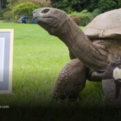 Jonathan, la tortuga de 194 años, mantiene su récord como el animal terrestre más longevo