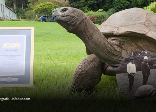 Jonathan, la tortuga de 194 años, mantiene su récord como el animal terrestre más longevoImage 2026-10-05 at 10.21.44 AM Jonathan, la tortuga de 194 años, mantiene su récord como el animal terrestre más longevo