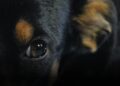 Investigan la muerte de al menos siete perros que fueron incinerados en Santa Marta Investigan la muerte de al menos siete perros que fueron incinerados en Santa Marta