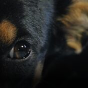 Investigan la muerte de al menos siete perros que fueron incinerados en Santa Marta