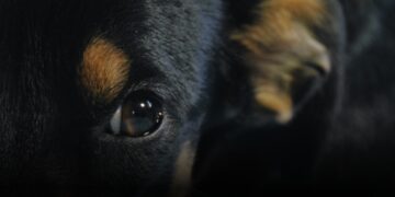 Investigan la muerte de al menos siete perros que fueron incinerados en Santa Marta Investigan la muerte de al menos siete perros que fueron incinerados en Santa Marta